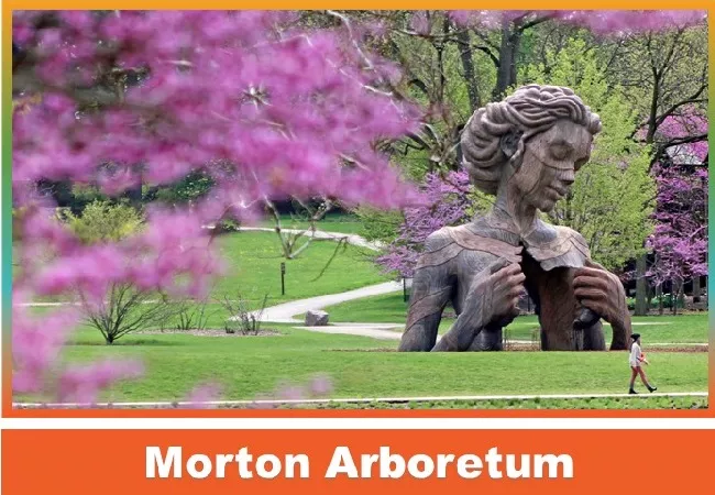 morton arboretum